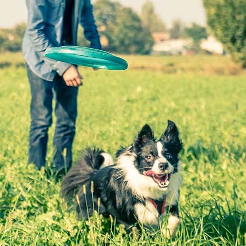 DIY Boredom Busters – Dog Training & Owner Education – REACH K9 – Powhatan,  VA